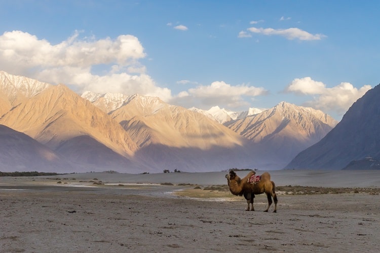 ladakh-nubra